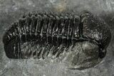 Detailed Gerastos Trilobite Fossil - Morocco #351271-2
